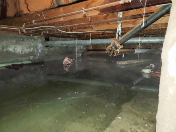 Best Sewage cleanup and water damage restoration  in White Horse, NJ